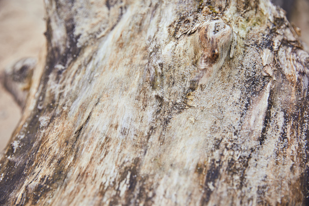 close up view of wooden textured tree trunk with sand - Photo, Image