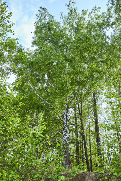 Vista de ángulo bajo de árboles forestales verdes sobre fondo azul del cielo
 - Foto, Imagen