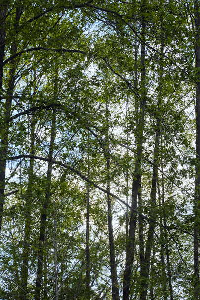 Zöld levelek az erdőben kék ég háttérben - Fotó, kép