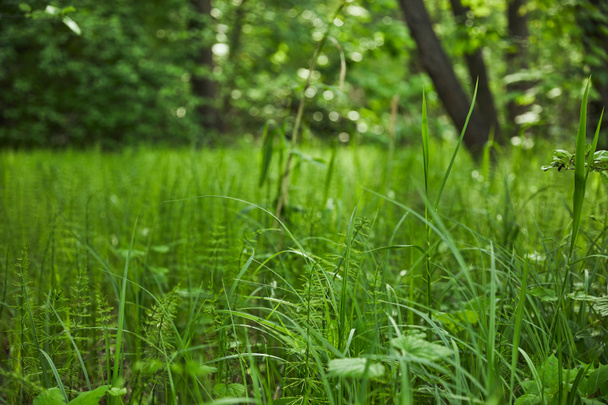 Summer season with green grass on forest background - Photo, Image