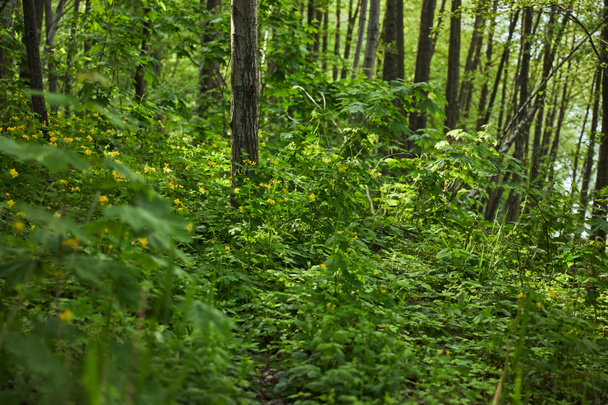 grüne Pflanzen, Bäume und Gras im Sommerwald - Foto, Bild