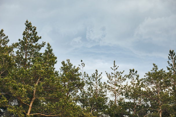 Vue en angle bas de la forêt de pins sous un beau ciel bleu avec des nuages blancs
 - Photo, image