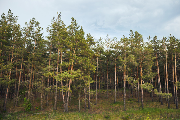 Paisaje de bosque de pinos con árboles bajo el cielo azul
 - Foto, Imagen