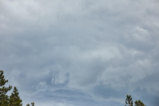 Ciel couvert avec nuages sur les sommets verts des pins
 - Photo, image