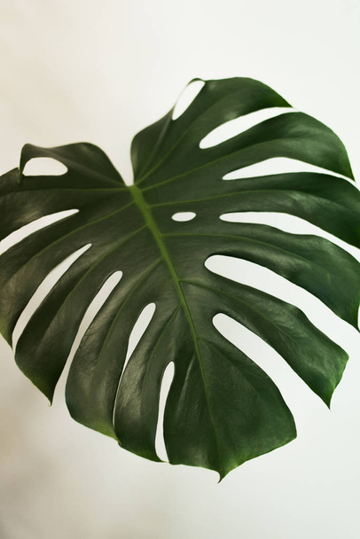 Blatt Hauspflanze, Palmblatt, Pflanze auf weißem Hintergrund, schöner Hintergrund - Foto, Bild