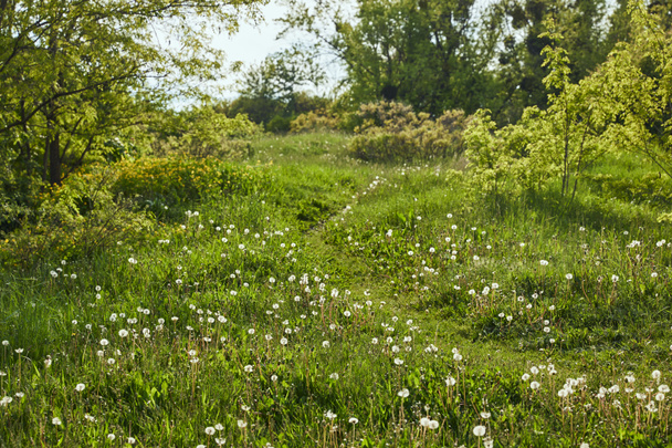 paisagem de campo verde com dentes-de-leão e árvores
  - Foto, Imagem