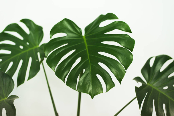leaf home plant, palm leaf, plant on a white background, beautiful background - Photo, Image