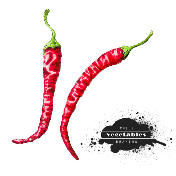 Chilli papriček izolovaný na bílém pozadí. Ilustrace zeleninové skicy. Vegetariánské a zdravé výživy. - Fotografie, Obrázek