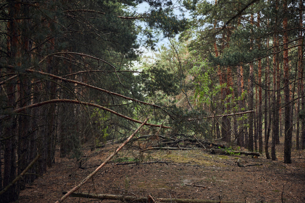 landscape of pine forest with fallen trees and big branches - Fotó, kép