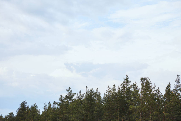 низький кут зору білого неба на вершинах дерев
 - Фото, зображення