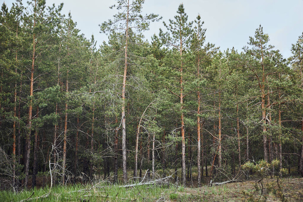landscape of pine forest with trees on ground under blue sky - Foto, afbeelding