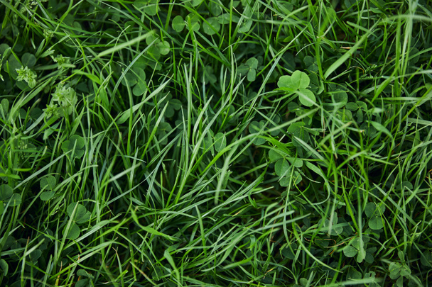 top view of fresh green grass and clover - Foto, imagen