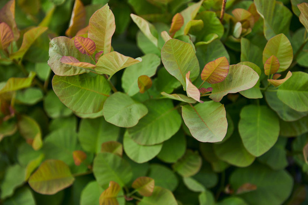 selective focus of plants with green colorful leaves  - Valokuva, kuva