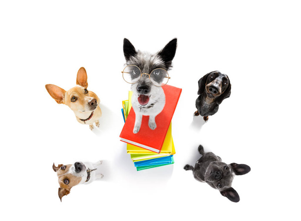 έξυπνο σκυλί και βιβλία - Φωτογραφία, εικόνα