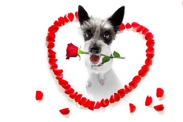 счастливая собака валентинки
 - Фото, изображение