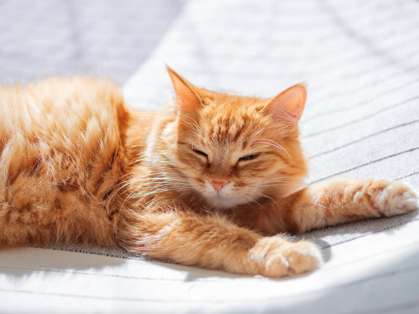 Cute ginger cat lying on bed. Fluffy pet is dozing. Cozy home background. - Fotó, kép