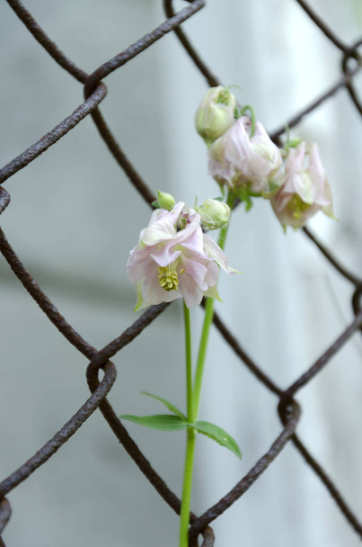 Belle cloche de printemps contre clôture de jardin, plan vertical
 - Photo, image