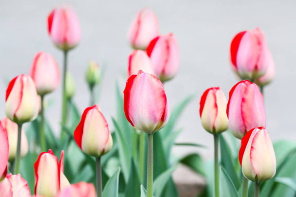 Belles fleurs de tulipes à l'extérieur le jour du printemps
 - Photo, image