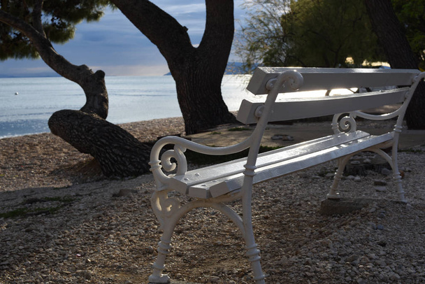Порожня біла дерев'яна лавка в променях сонця з підсвічуванням. На березі блакитного моря, оточеного сосновими деревами
 - Фото, зображення
