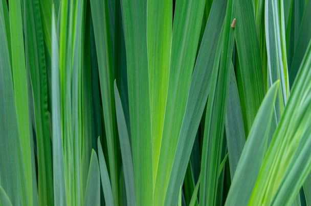 Textura de hierba verde
 - Foto, Imagen
