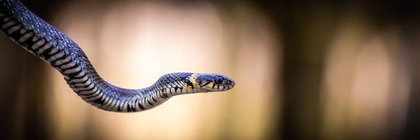 ruoho käärme Natrix natrix lähikuva
 - Valokuva, kuva