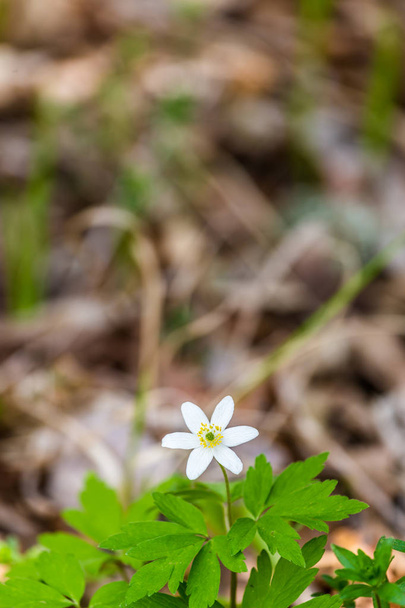 Transparent biały wiosna Las kwiat - Zdjęcie, obraz