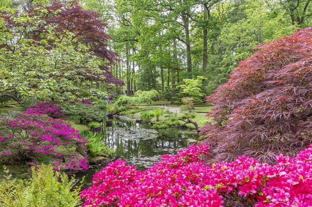 Staw w japońskim ogrodzie w parku Clingendael, Haga jest otoczony przez azalie i drzew i krzewów w wielu różnych kolorach - Zdjęcie, obraz