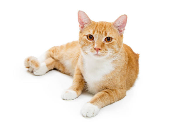 前方を見据えて横たわるオレンジタビー若い猫 - 写真・画像