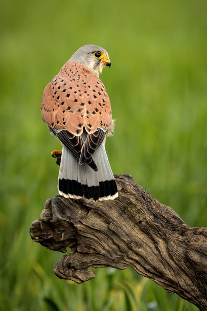 Belo perfil de um kestrel na natureza com um fundo natural
 - Foto, Imagem