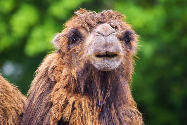 Retrato de un camello bactriano
 - Foto, Imagen
