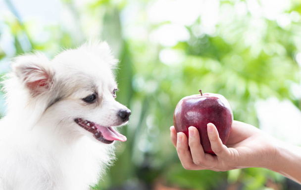 Lähikuva söpö pomeranian koira katselee punainen omena kädessä onnellinen hetki, valikoiva keskittyä - Valokuva, kuva