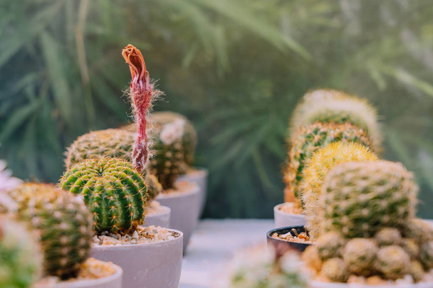 Varietà di piccoli cactus e piante grasse in varie pentole per decorare in caffetterie
 - Foto, immagini