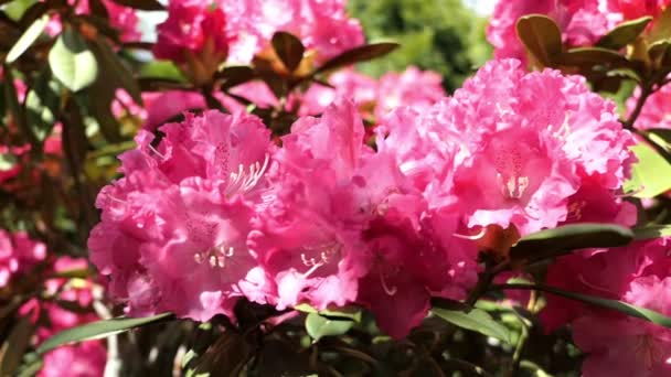 Der rosa Rhododendronbusch blüht im Frühling. Bienen fliegen von Blütenkopf zu Blütenkopf. - Filmmaterial, Video