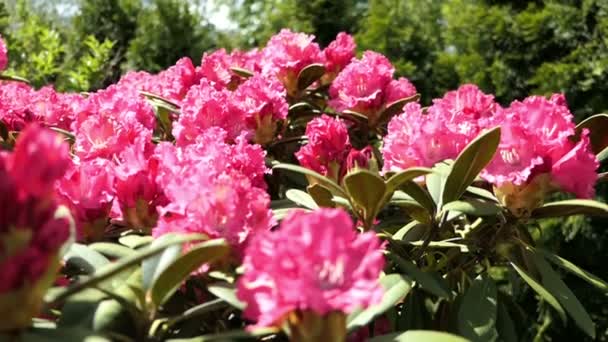 Der rosa Rhododendronbusch blüht im Frühling. Bienen fliegen von Blütenkopf zu Blütenkopf. - Filmmaterial, Video