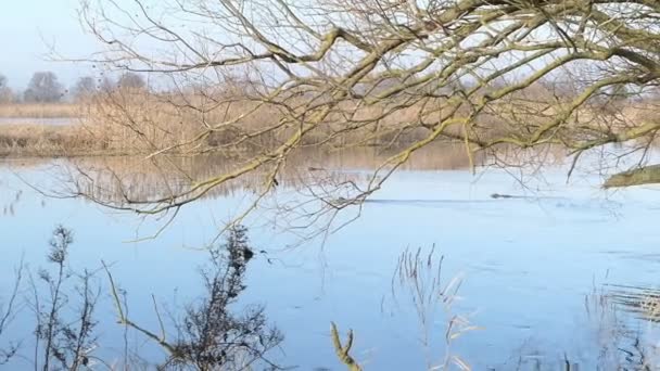 Havel River Landscape in Brandenburg (Duitsland). Coypu zwemmen over de rivier. - Video