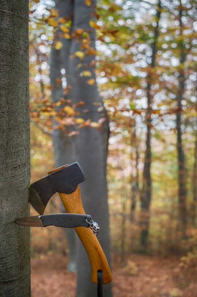 une hache et un couteau coincés dans la souche de l'arbre dans la forêt d'automne
 - Photo, image