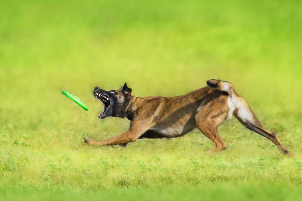 Malcom perro pastor correr y jugar juguete de pelota en el campo de verano - Foto, imagen