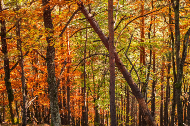 ліс хвойних і листяних дерев
 - Фото, зображення