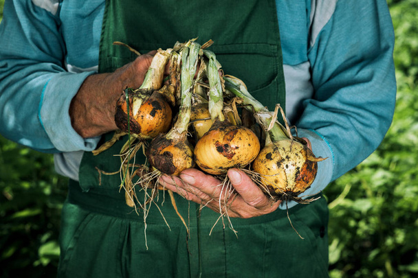 Βιολογικά λαχανικά. Φρέσκα βιολογικά κρεμμύδια στα χέρια των αγροτών - Φωτογραφία, εικόνα
