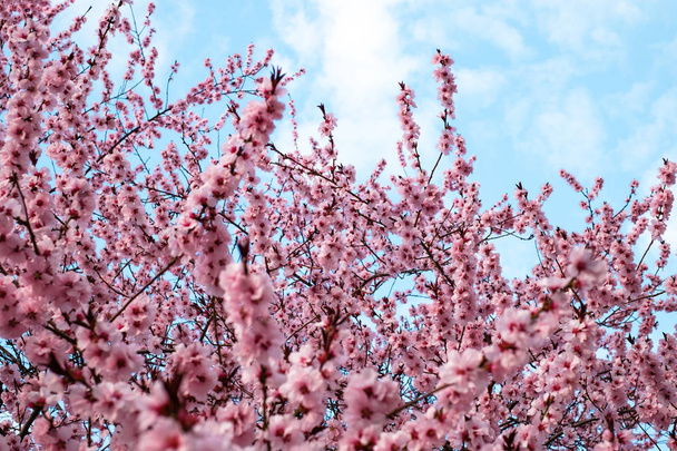 Flores cor-de-rosa florescendo árvore de pêssego na primavera
 - Foto, Imagem