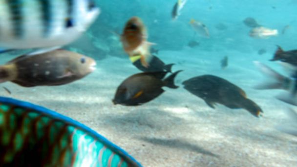 Lähikuva kuva paljon värikkäitä kaloja uinti ympäri koralliriutta. Täydellinen kuva meriluonnon tai kesäloman kuvaamiseen
 - Valokuva, kuva