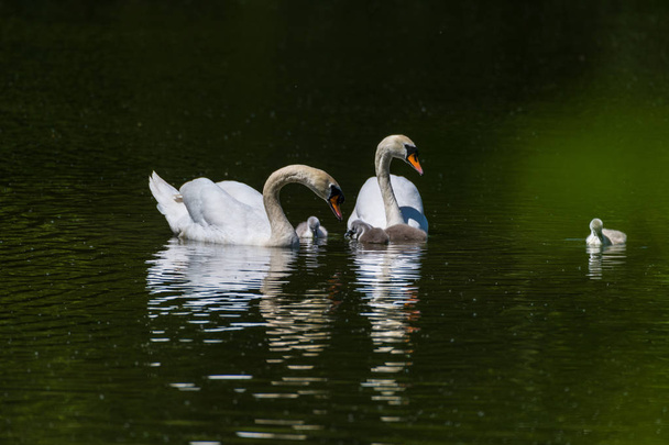 Una familia de cisnes mudos
 - Foto, Imagen