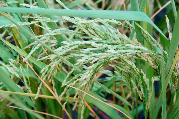 arrozal campo de arroz con hoja verde hermoso primer plano
 - Foto, Imagen