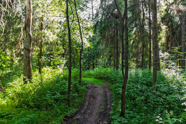 dirt road in the forest on a summer day - Valokuva, kuva