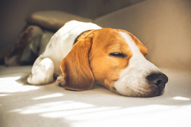 Kis kutya Beagle kutya alszik otthon a kanapén - Fotó, kép