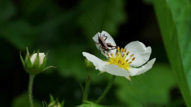 Wild strawberry blooms in natural environment and grasshopper - Felvétel, videó