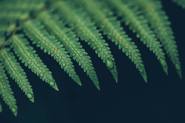 rain drops on green lush fern leaves - trendy style image filter - Zdjęcie, obraz