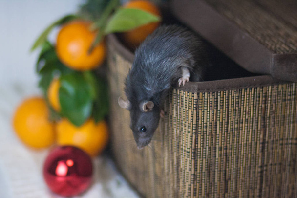 Mouse in the basket. Rat in the basket. Gray mouse. Dangerous - Foto, Imagen