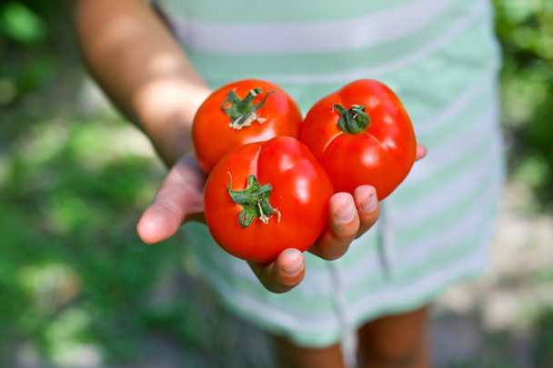 Kid hands holding tomatoes - Фото, изображение