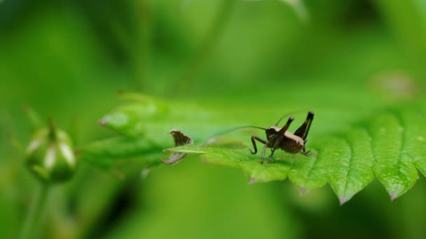 A little brown grasshopper on leaf - Materiaali, video